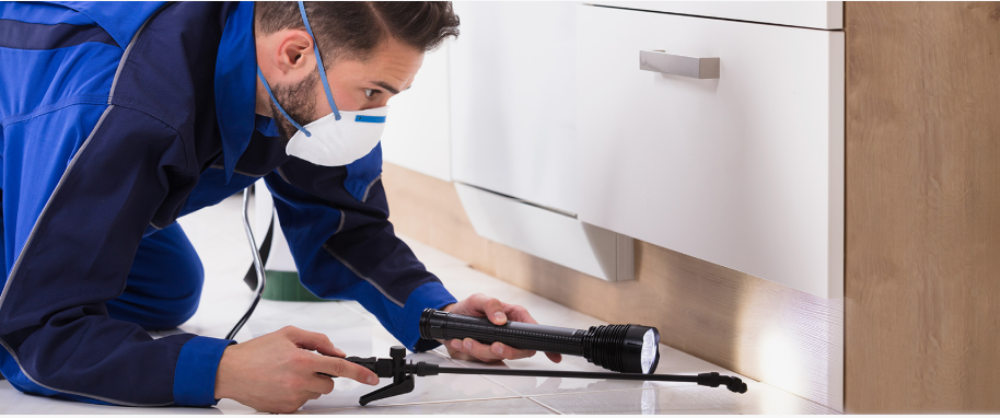 Cleburne pest xpert removal